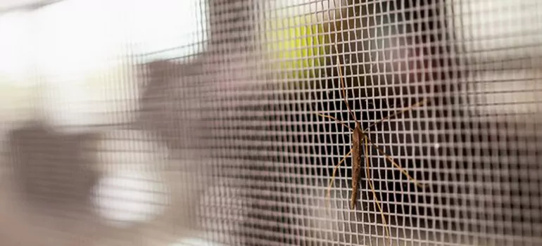 Repair Mosquito Mesh For Windows in Concord, CA